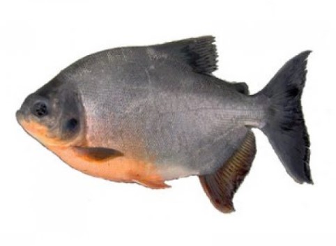 CACHAMA KG