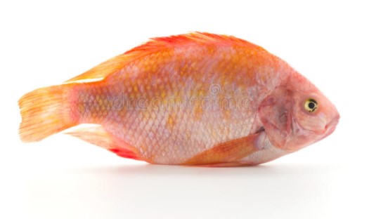MOJARRA KG