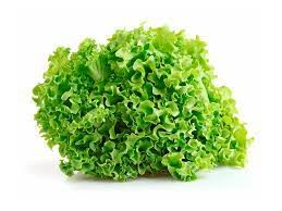 LECHUGA CRESPA CAQUETEÑA UND