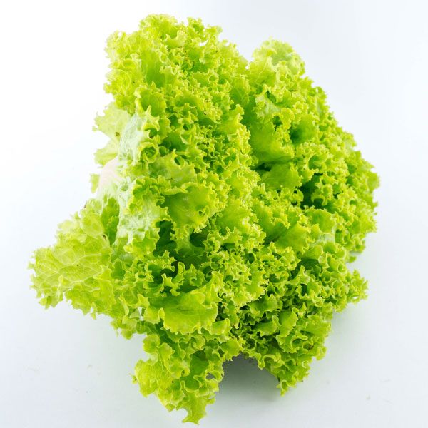 SLECHUGA CRESPA