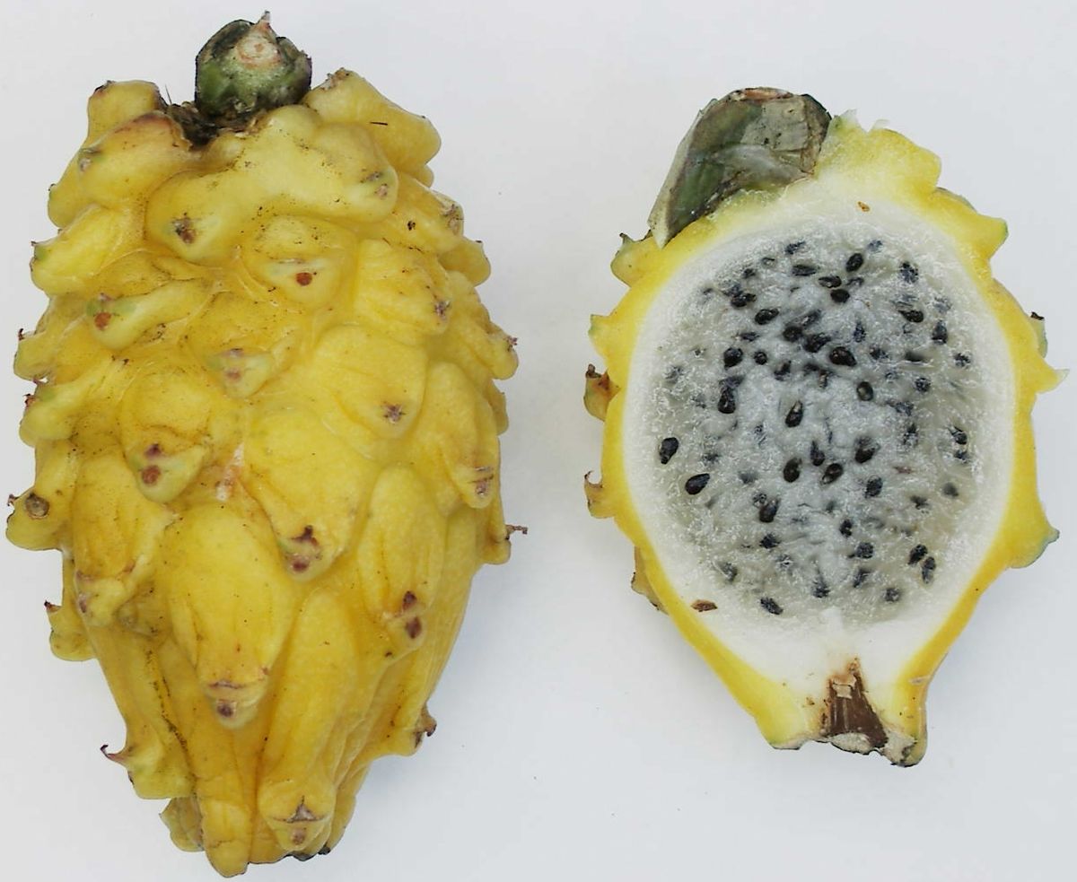 BOLSA PITAHAYA UND